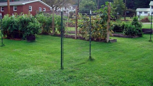 Fenced vegetable garden marking a suburban property boundary